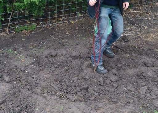 Firming soil down around bare root cornus